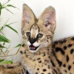 lu.uni.serval