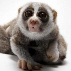 org.lorislab.quarkus