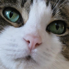 com.github.praxissoftware.poms